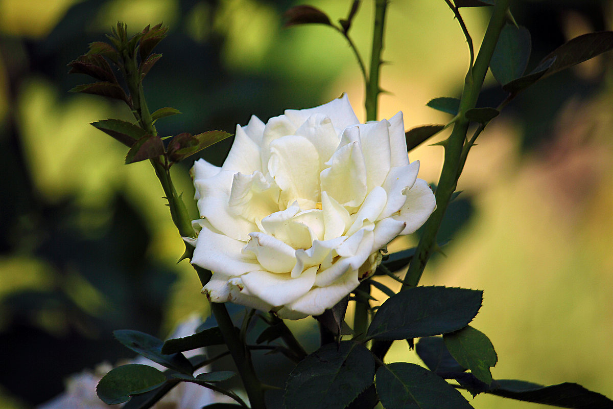 Белая роза. - barsuk lesnoi