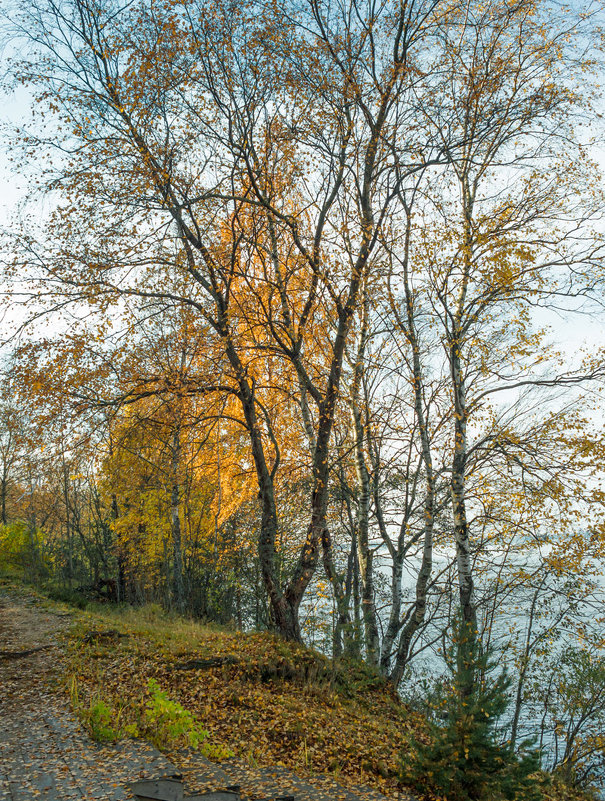 Осень на берегу озера Разлив (05) - Виталий 