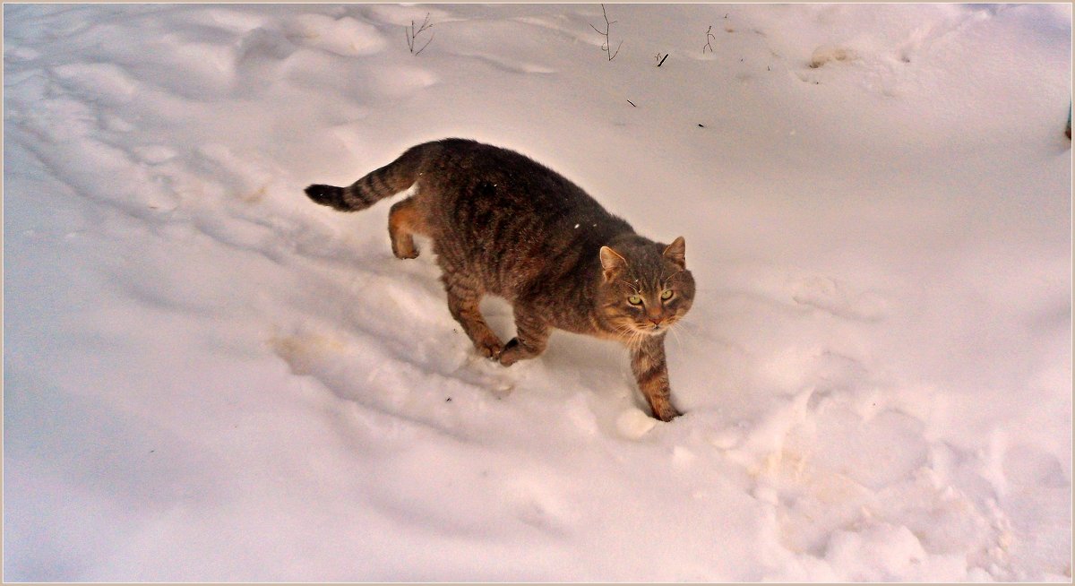 Снежный кот.. - Vladimir Semenchukov