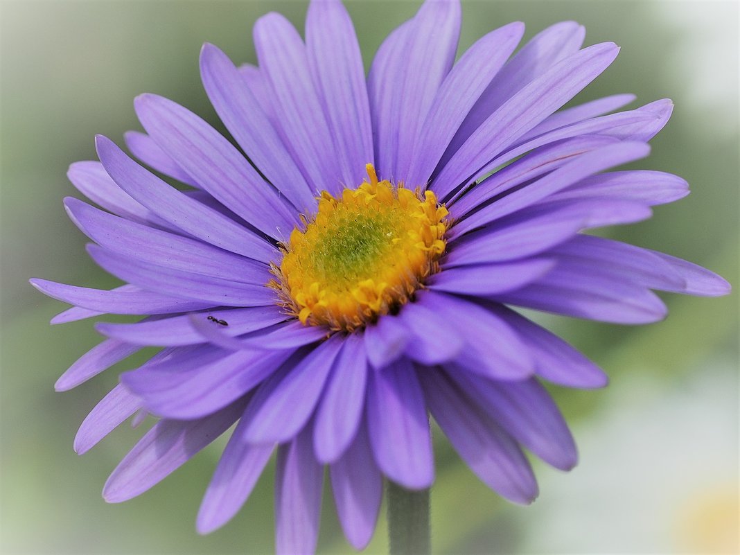 Нежный цветок - wea *