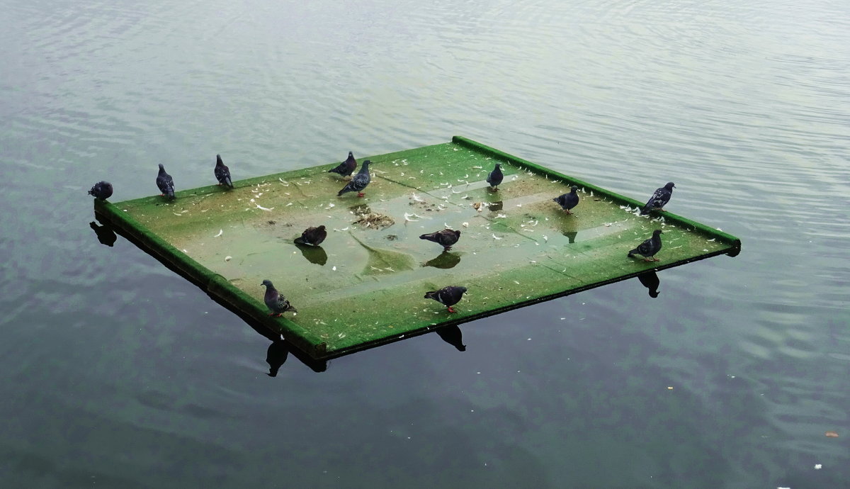Кормушка для птиц на озере - татьяна 