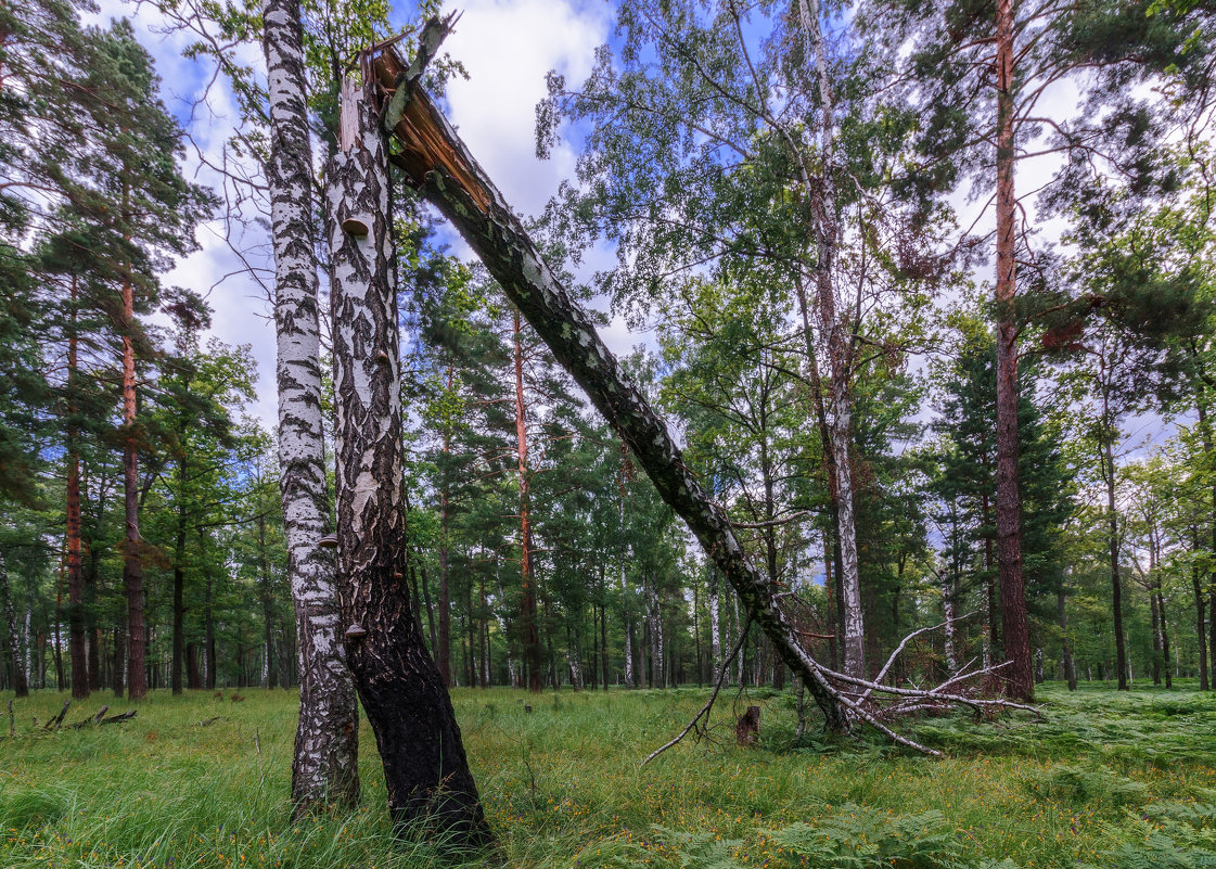 В лесу - олег 