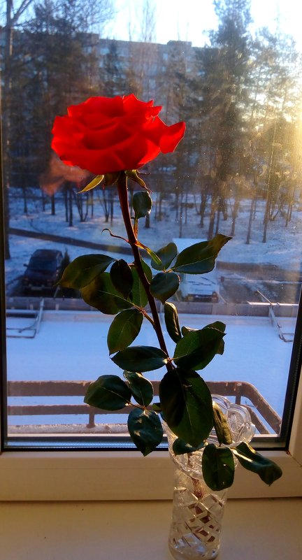 Роза красная цвела... - Ольга 