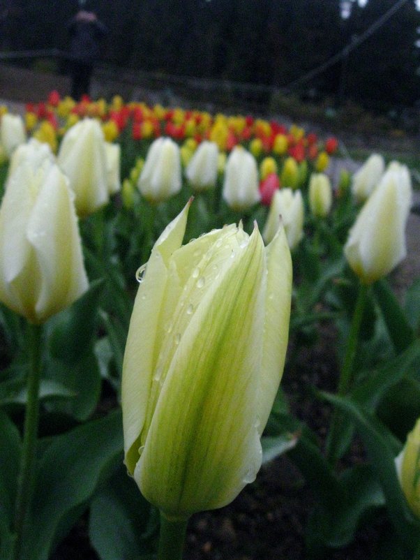 Белые тюльпаны. - sav-al-v Савченко