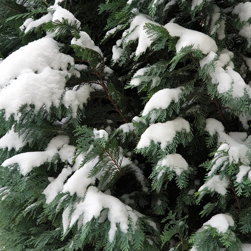 Вечнозеленое под первым снегом - Александр Скамо