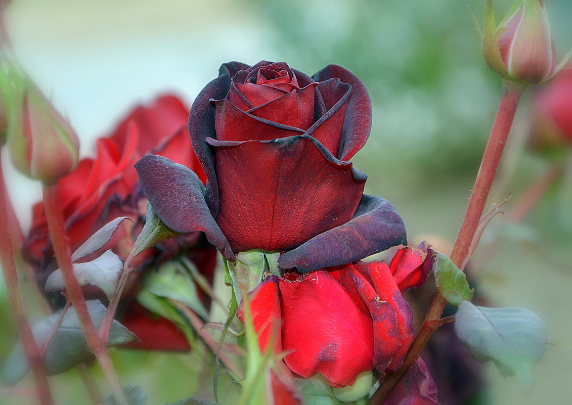 Бордовые розы - Ольга (crim41evp)