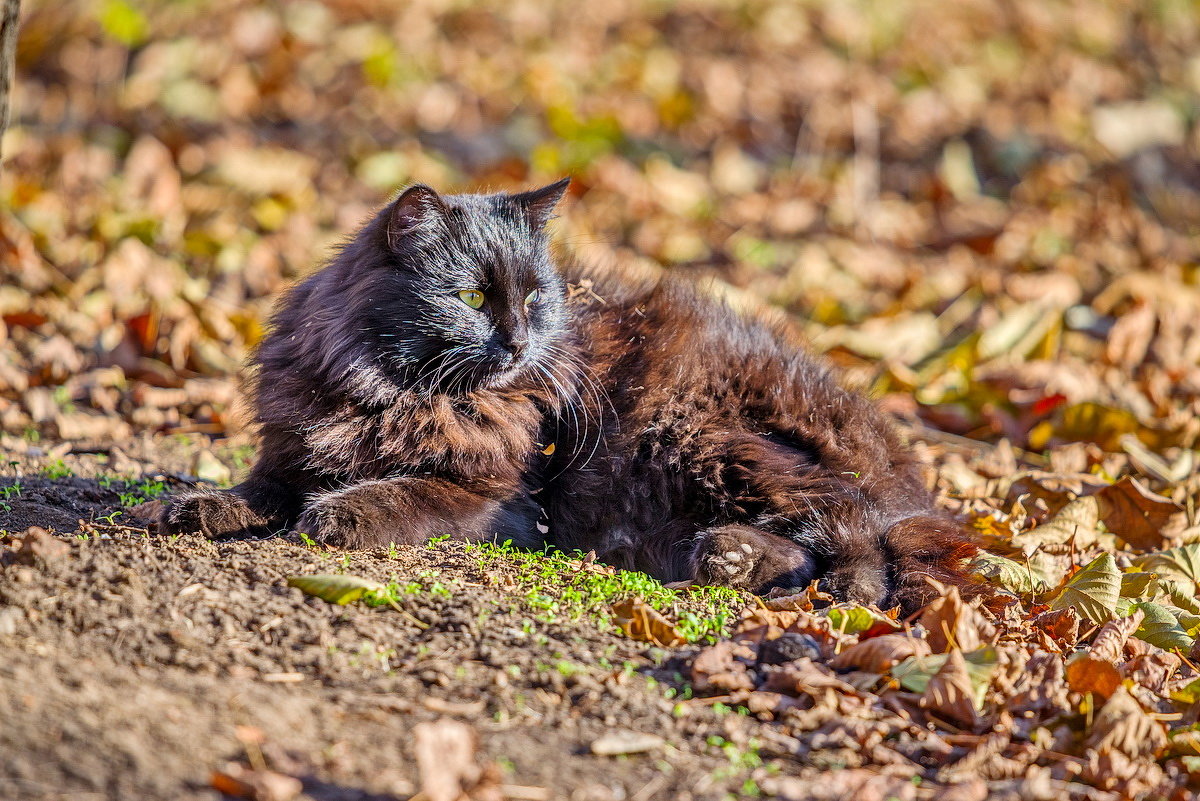 Кот осени - Saban .