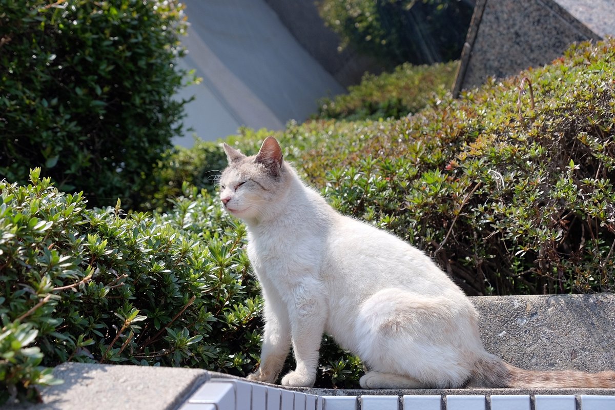 Японский кот - wea *