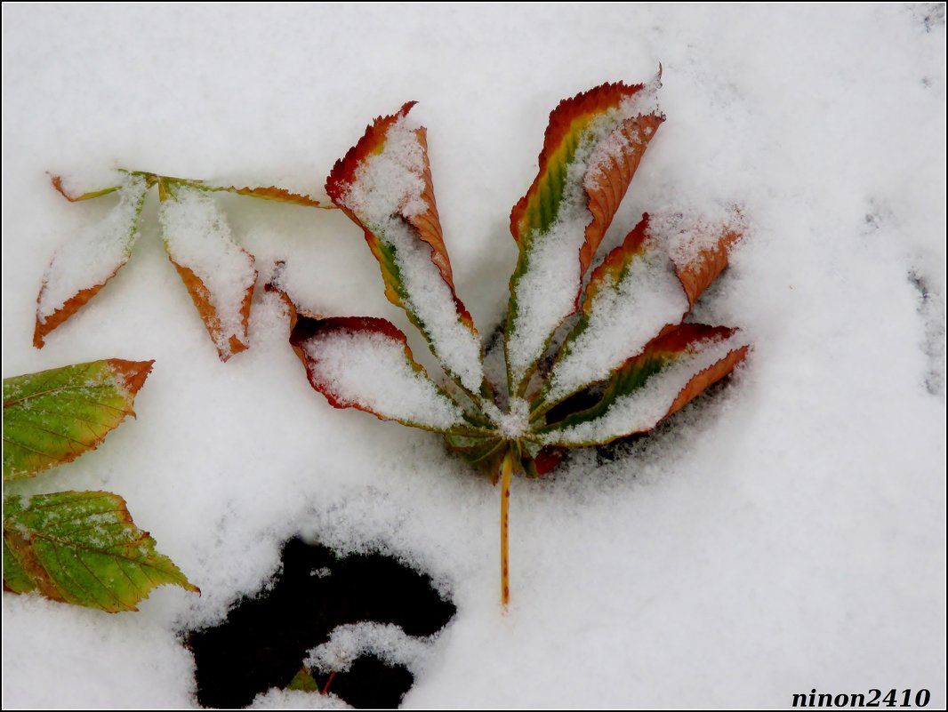 Листопад со снегопадом - Нина Бутко
