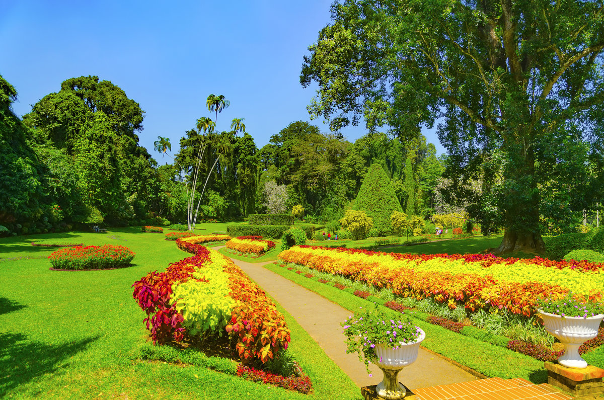 Перадения Ботанический сад Шри Ланка