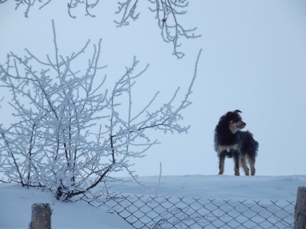 Зимний пёс 1 - Светлана Рябова-Шатунова