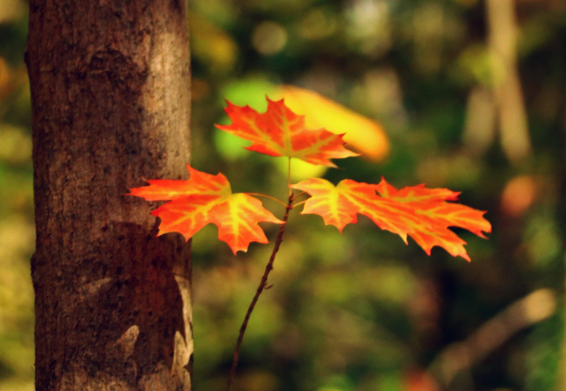 Осенние листья - Светлана 