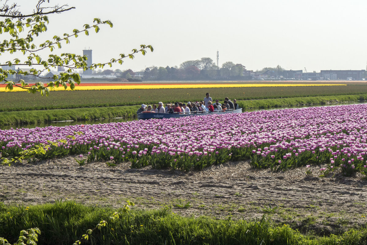 Тюльпановые поля. Королевский парк цветов (Keukenhof) - Константин Подольский