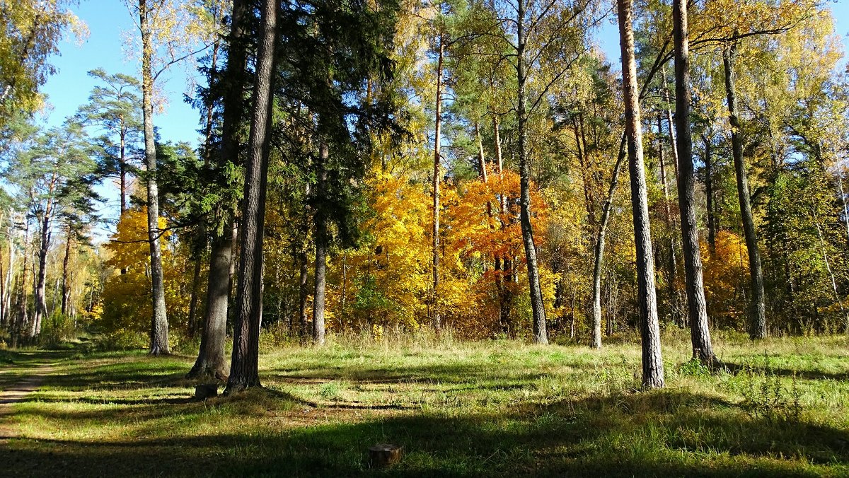 В осеннем лесу под Смоленском - Милешкин Владимир Алексеевич 