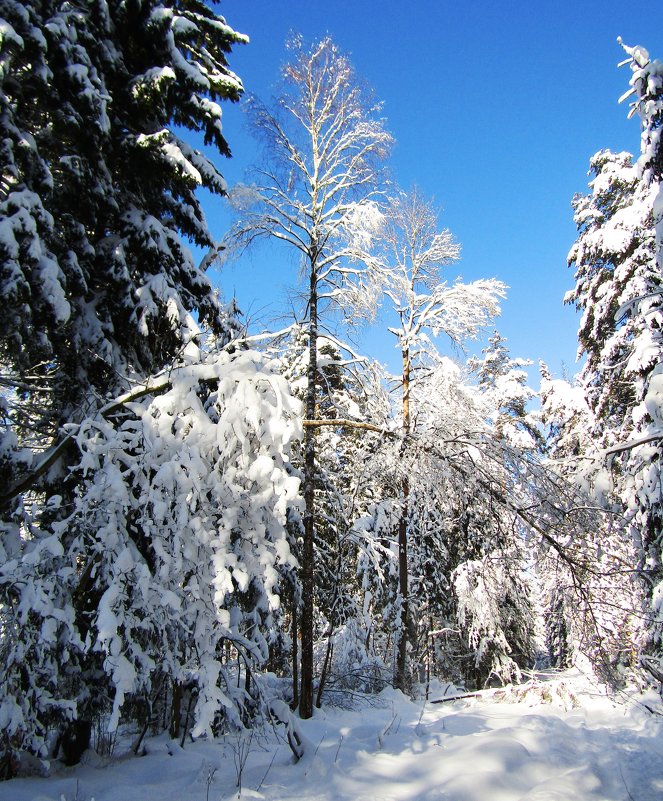 Среди зимнего леса - Андрей Снегерёв