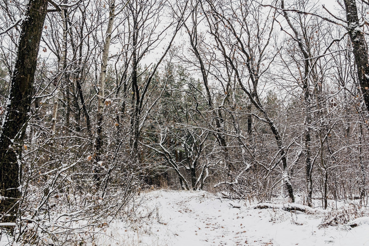 В лесу зимним утром - Юрий Стародубцев
