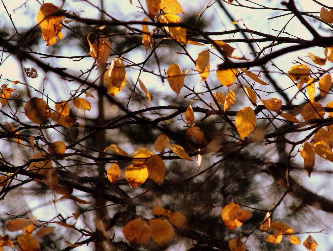 Осенний лист - жанна нечаева