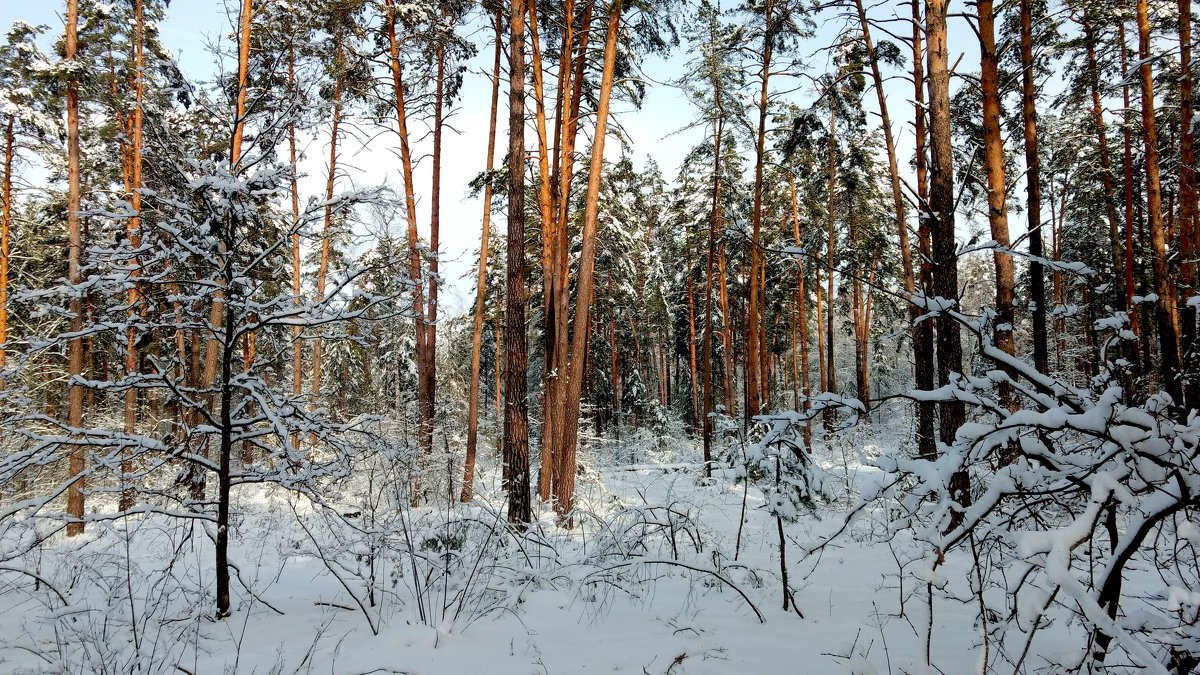 зимний лес 2 - Александр Прокудин