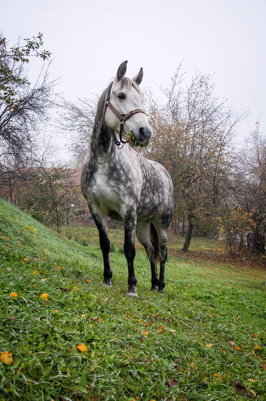Порода... (О белой в яблоках лошадке) - Наталья Костенко