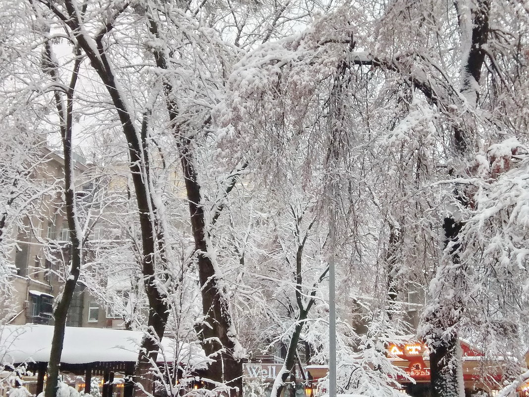 деревья в снегу - tina kulikowa