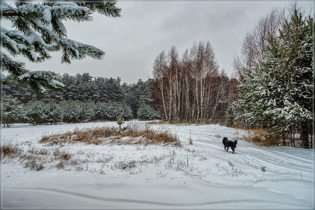 Первые шаги зимы 2 - Андрей Дворников