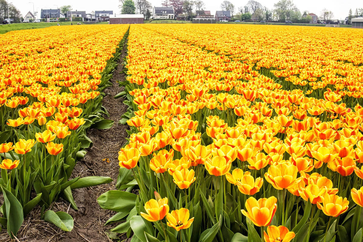 Тюльпановые поля в окрестностях Амстердама - Константин Подольский