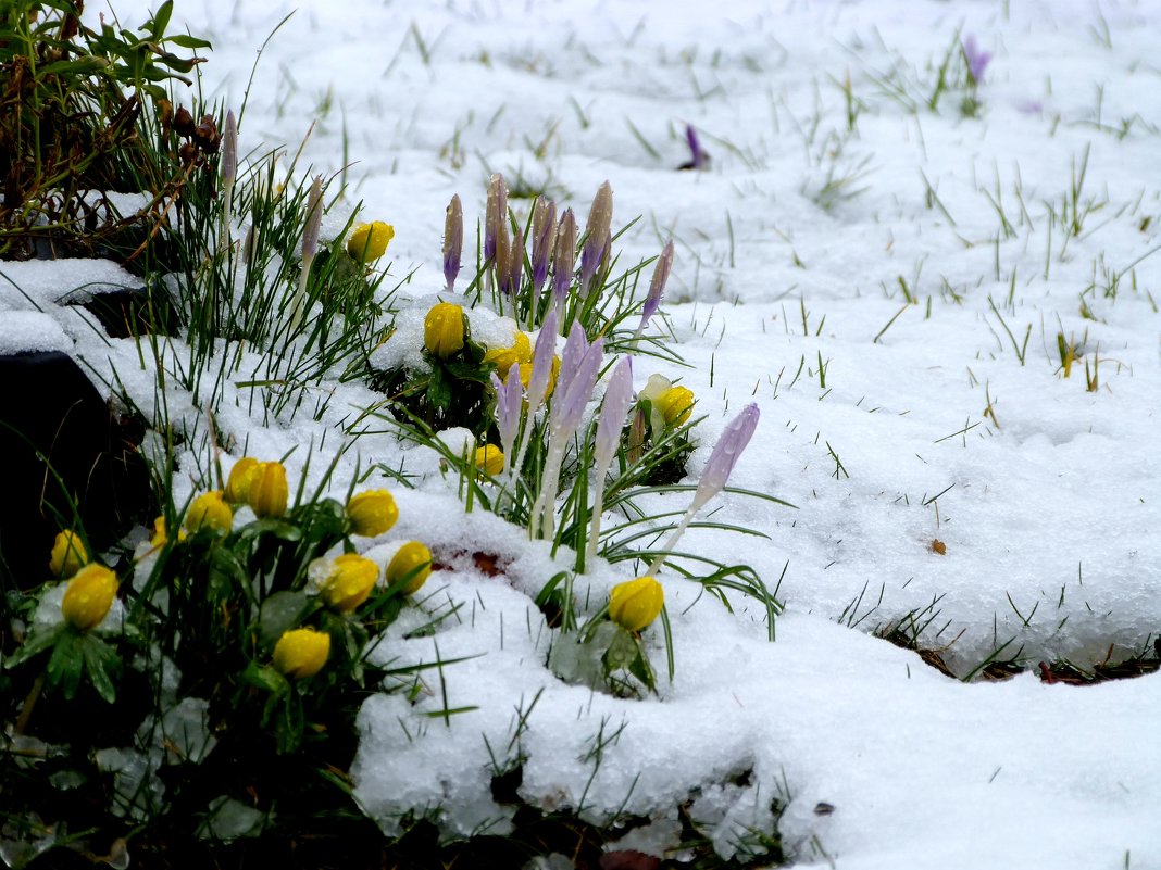 Весна и зима - Heinz Thorns