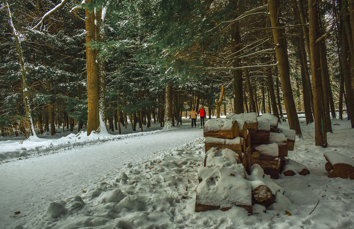 Прогулки по зимнему парку - юрий поляков