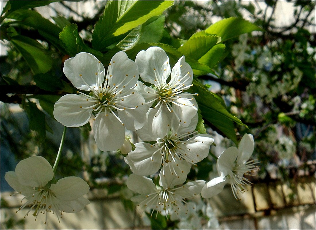 Цветущие деревья.  Вишня - Нина Корешкова