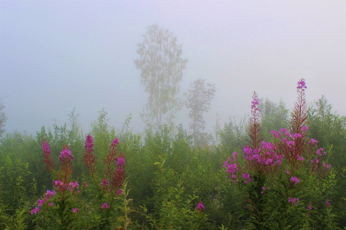 В тумане - Сергей Чиняев 