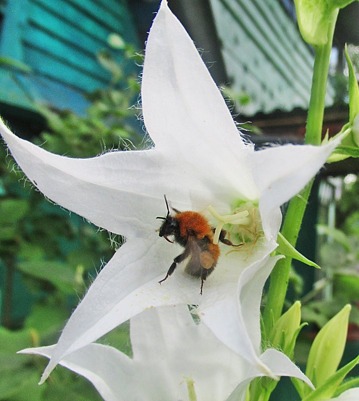 Цветок с пчёлкой - Лариса 