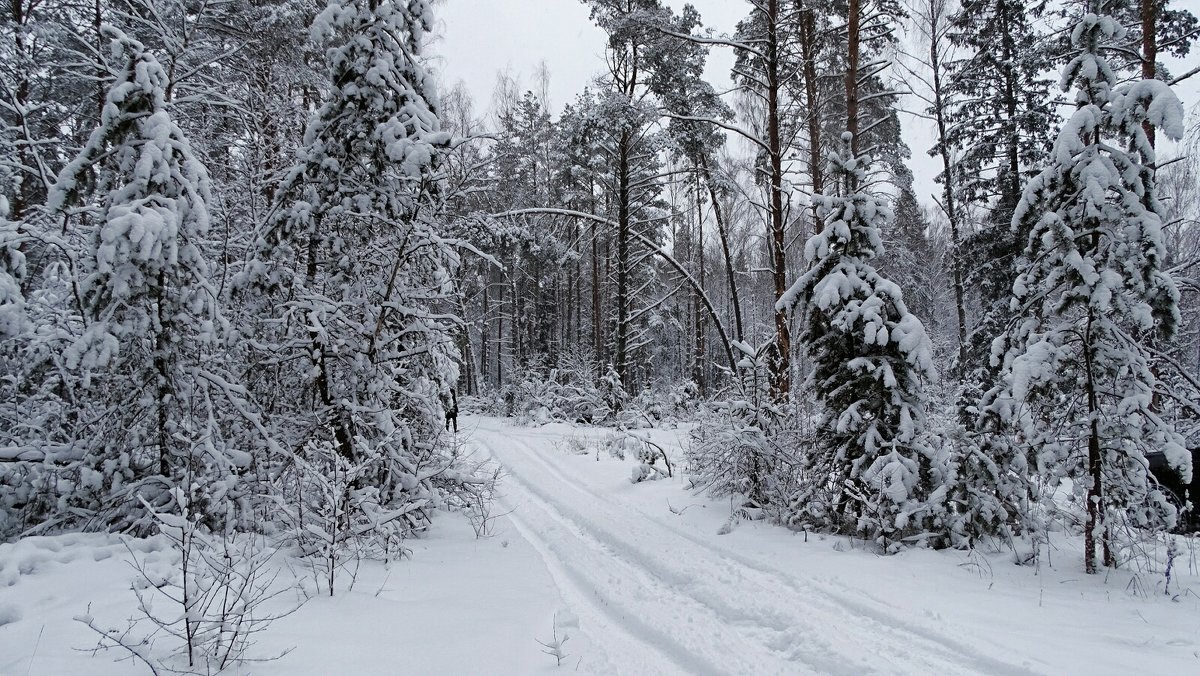 Зимний лес - Милешкин Владимир Алексеевич 