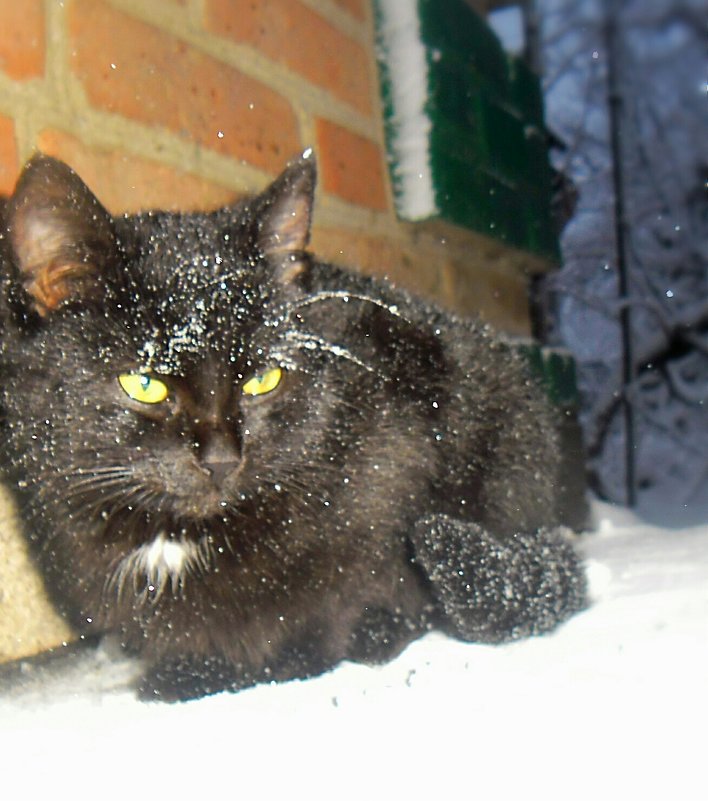 Черный кот - Проніна Олена 
