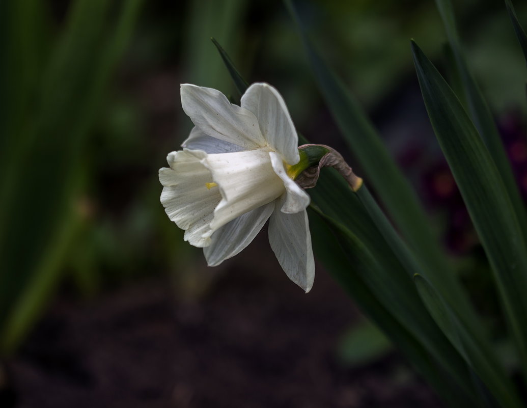 Цветок весны - gribushko грибушко Николай