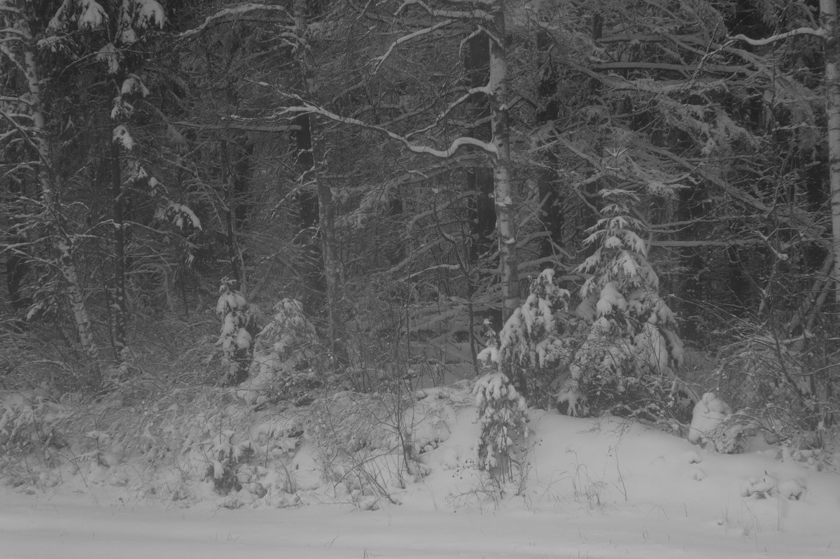 Снег в лесу - oleg pfff 