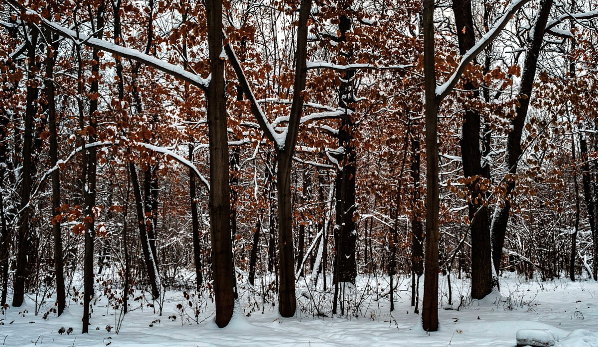 Новогоднее убранство зимнего леса, - Николай Кондаков