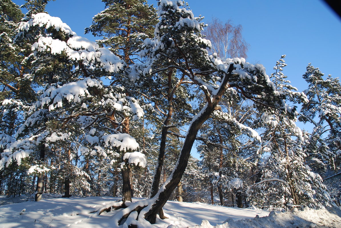 Солнечное утро - Николай Танаев