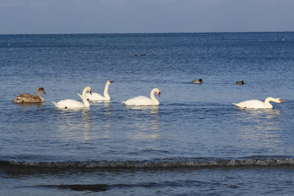 Лебеди на море - Маргарита Батырева