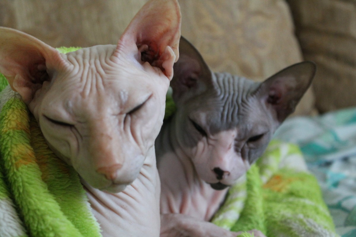 кошки - maikl falkon 
