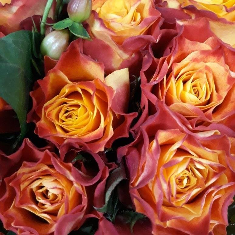 Розы всегда красивы, будьте тоже красивы, дарите тепло и внимание друг к другу! - Anna-Sabina Anna-Sabina
