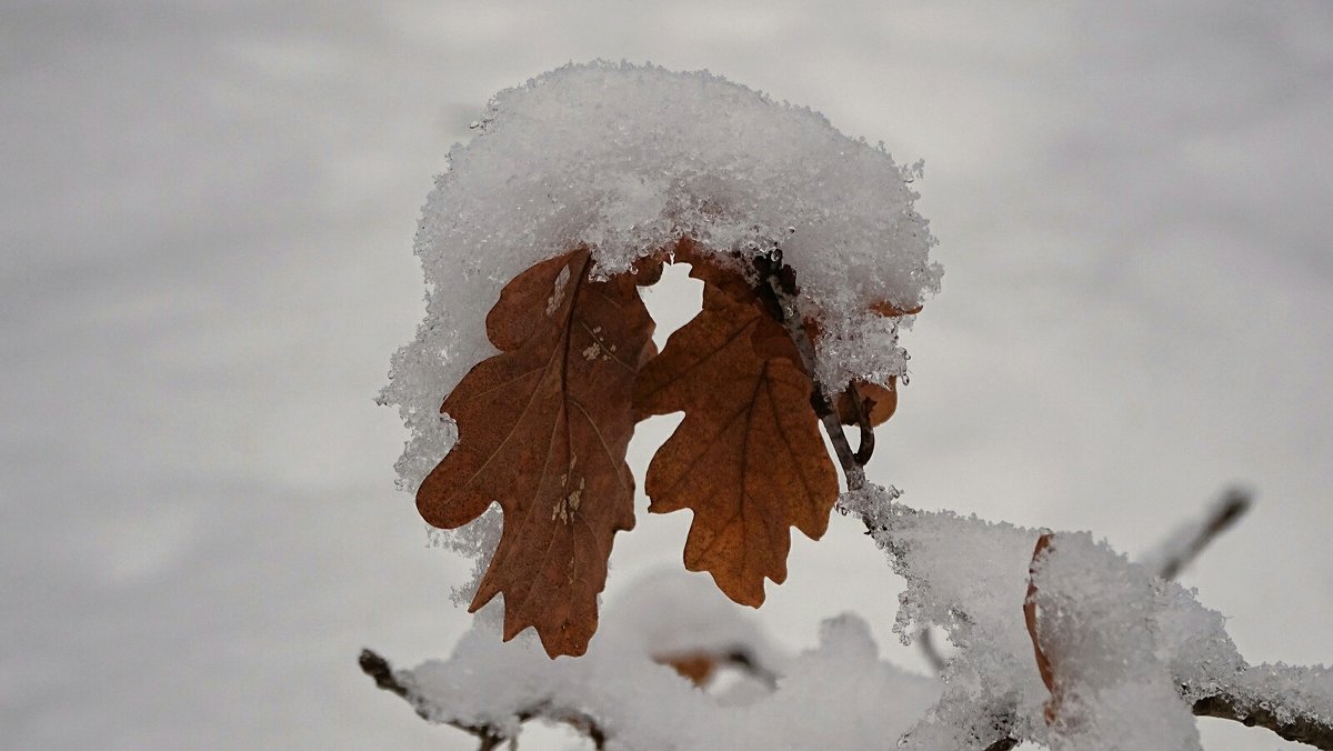 Укрыты снегом дубовые листья - Милешкин Владимир Алексеевич 