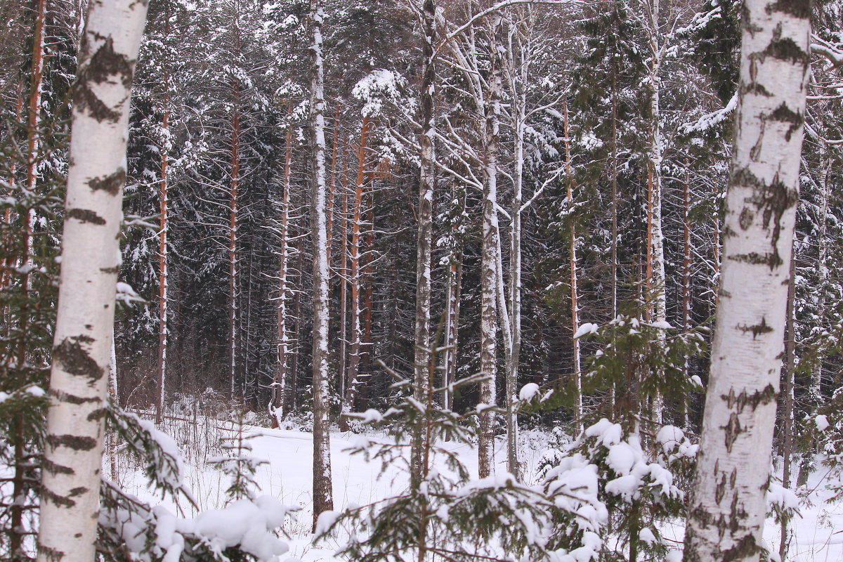 Зимний лес - Татьяна Ломтева