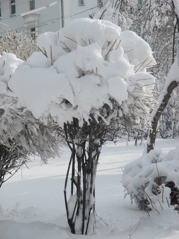 Чубушник в снегу - Надежд@ Шавенкова