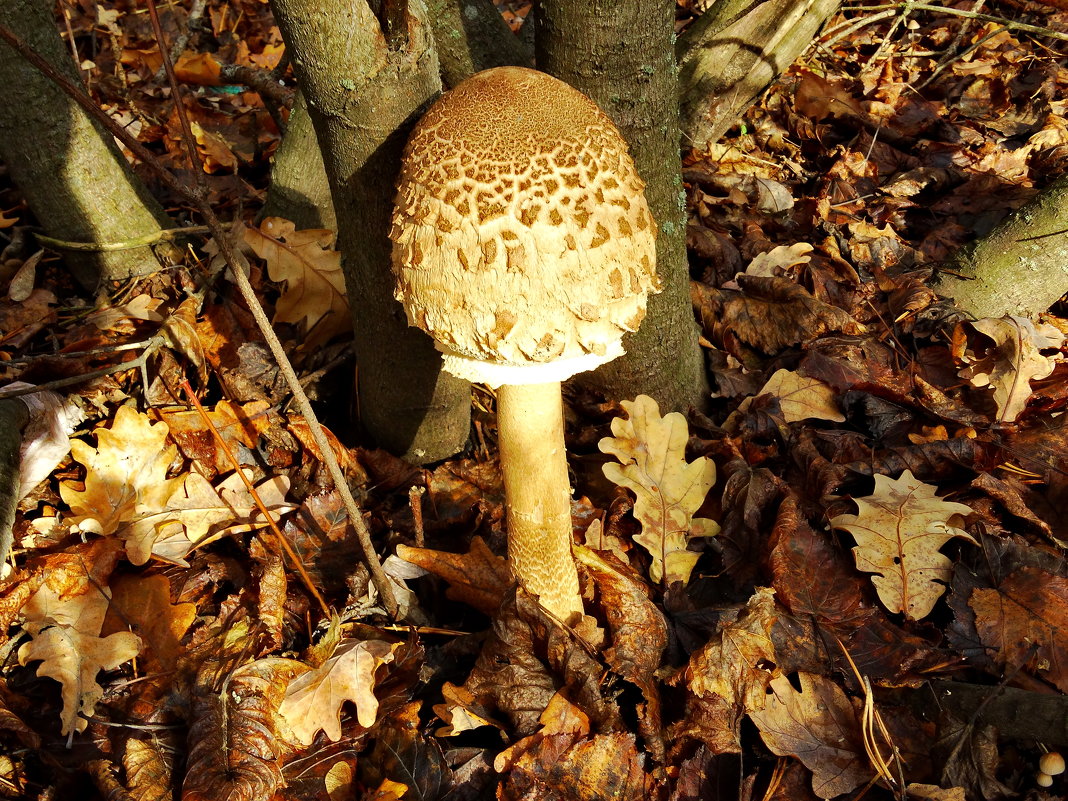 Зонтик пестрый    Гриб-зо́нтик пёстрый (лат. Macrolepiota procera) - vodonos241 