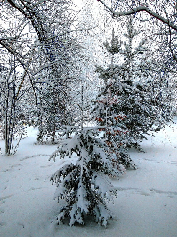 Новый снег. - Sergey Serebrykov