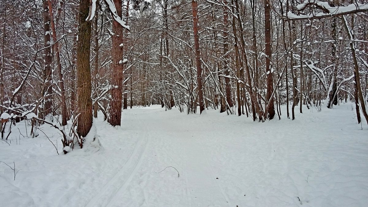 Зима в лесу! - ирина 