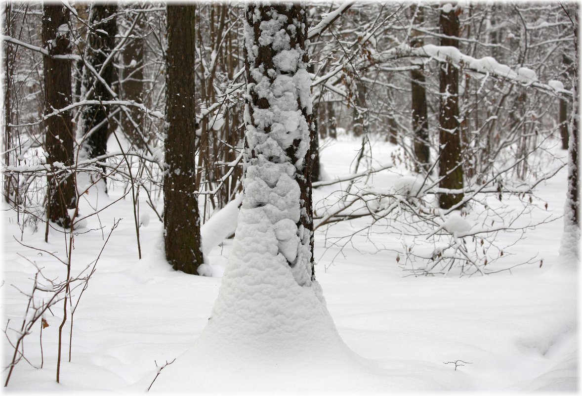 Снежная красота в январе - ZNatasha -