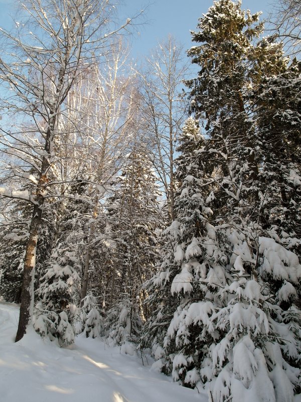 рождественский лес - Владимир 