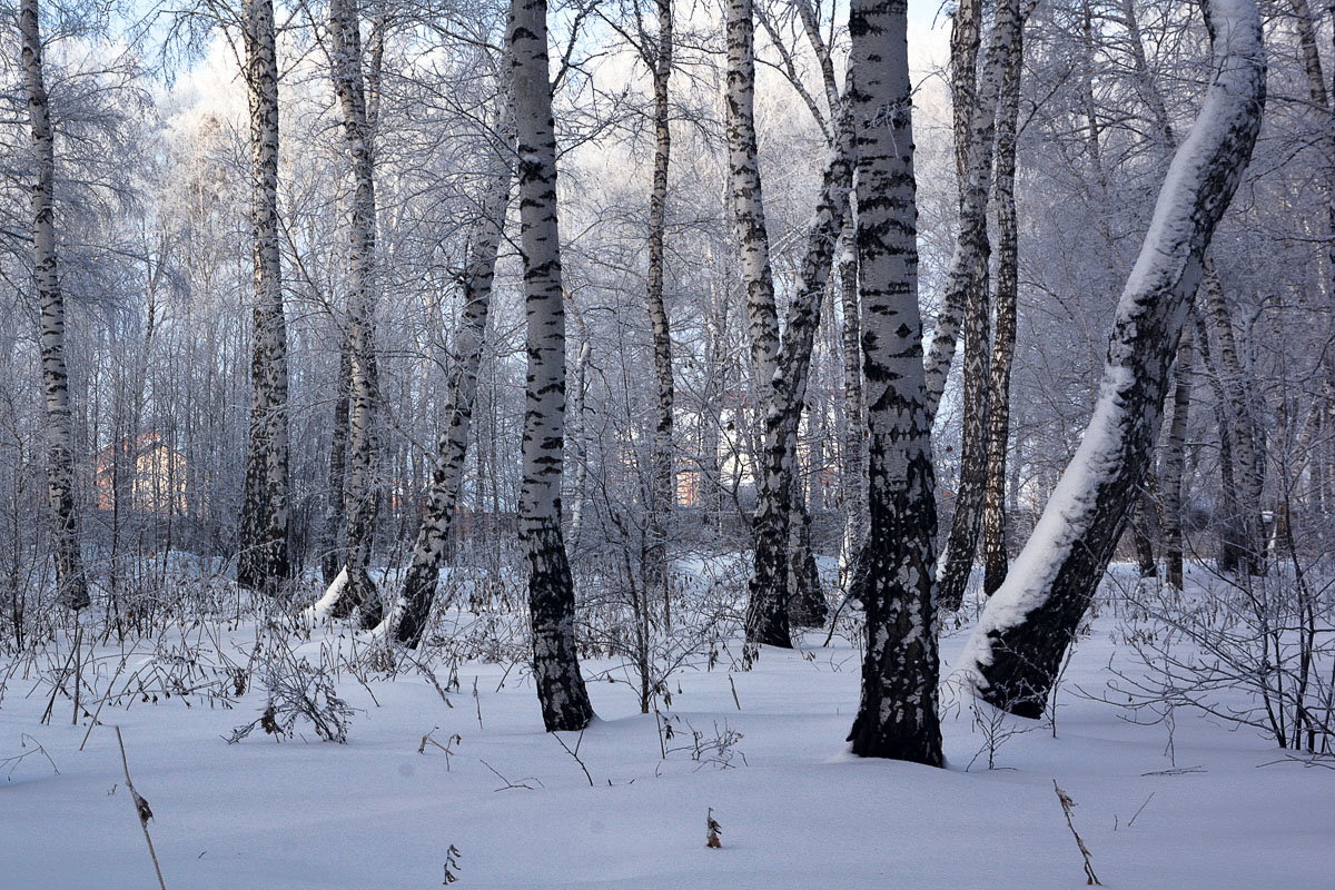 Лес  у  села - Геннадий Супрун