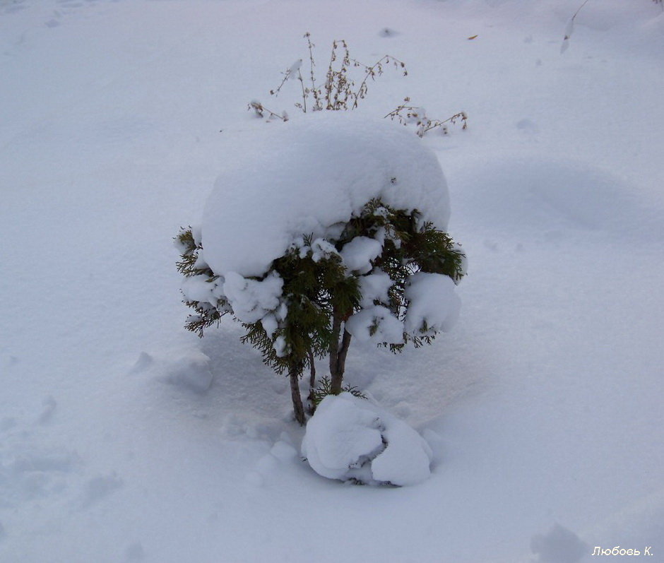 Снежный кустик......:)) Первый снег в Новом Году... :))) - Любовь К.